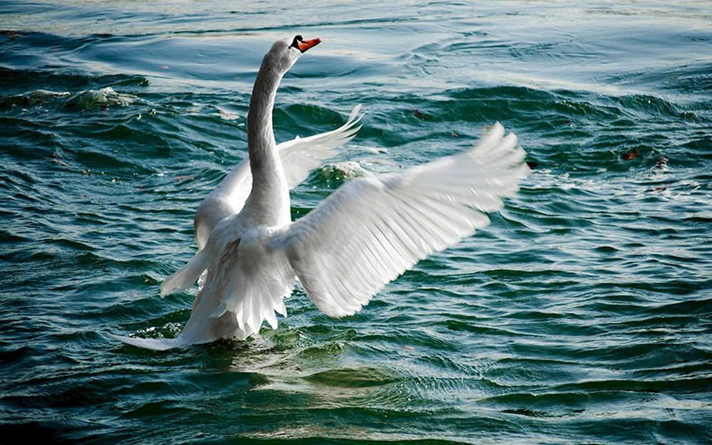 Schwäne im Flug