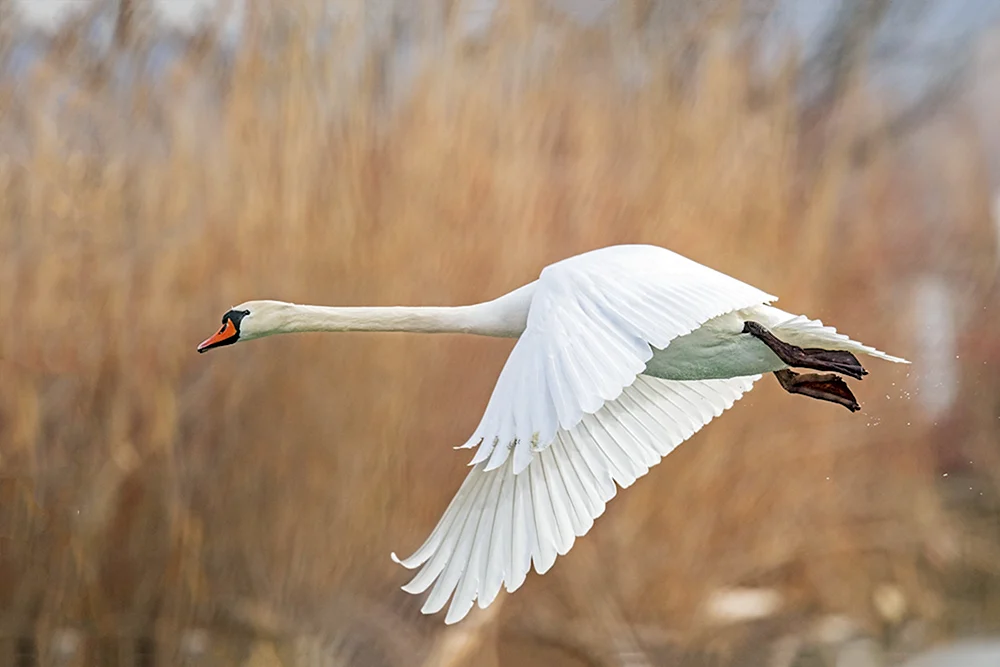 Albinoschwan