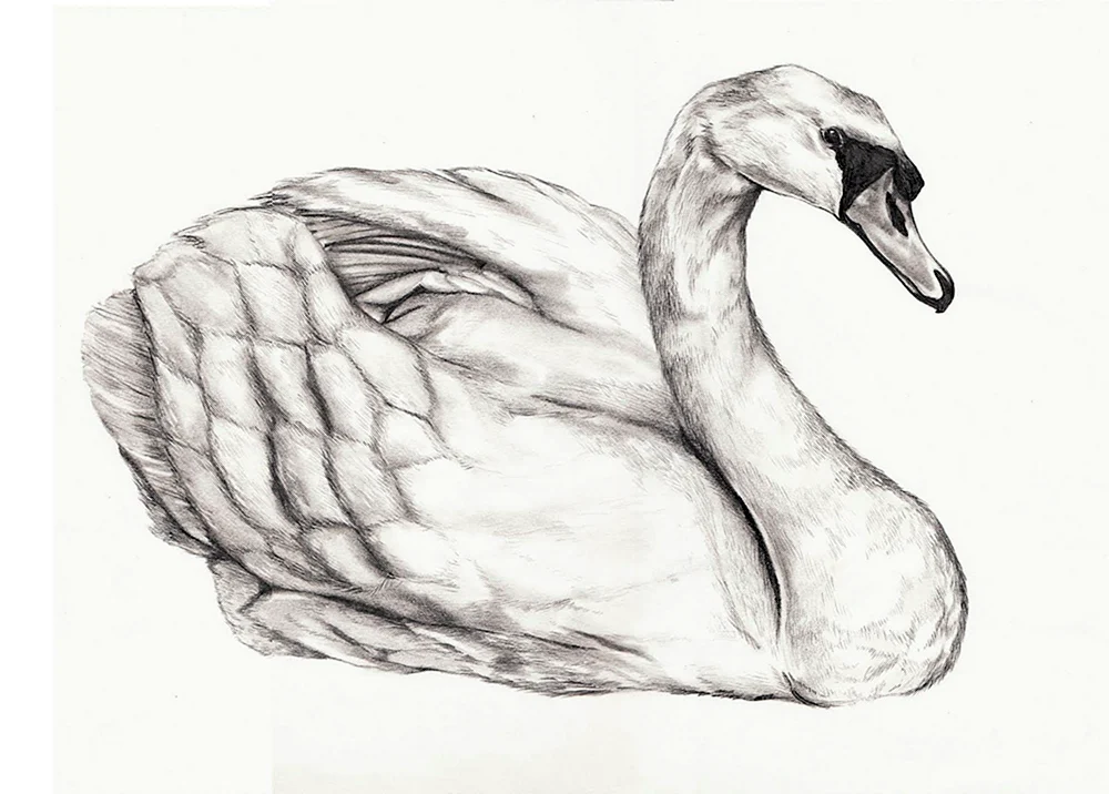 Schwan Zeichnung
