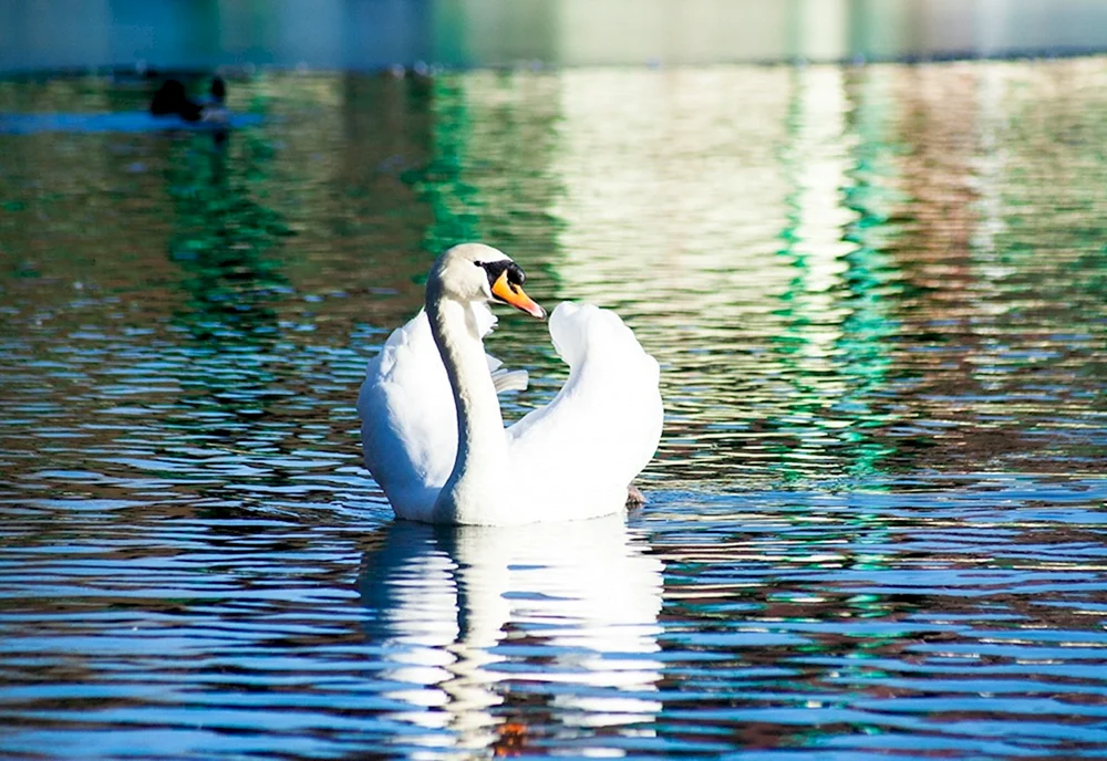 Schwan