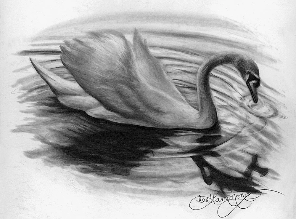 Schwan Zeichnung