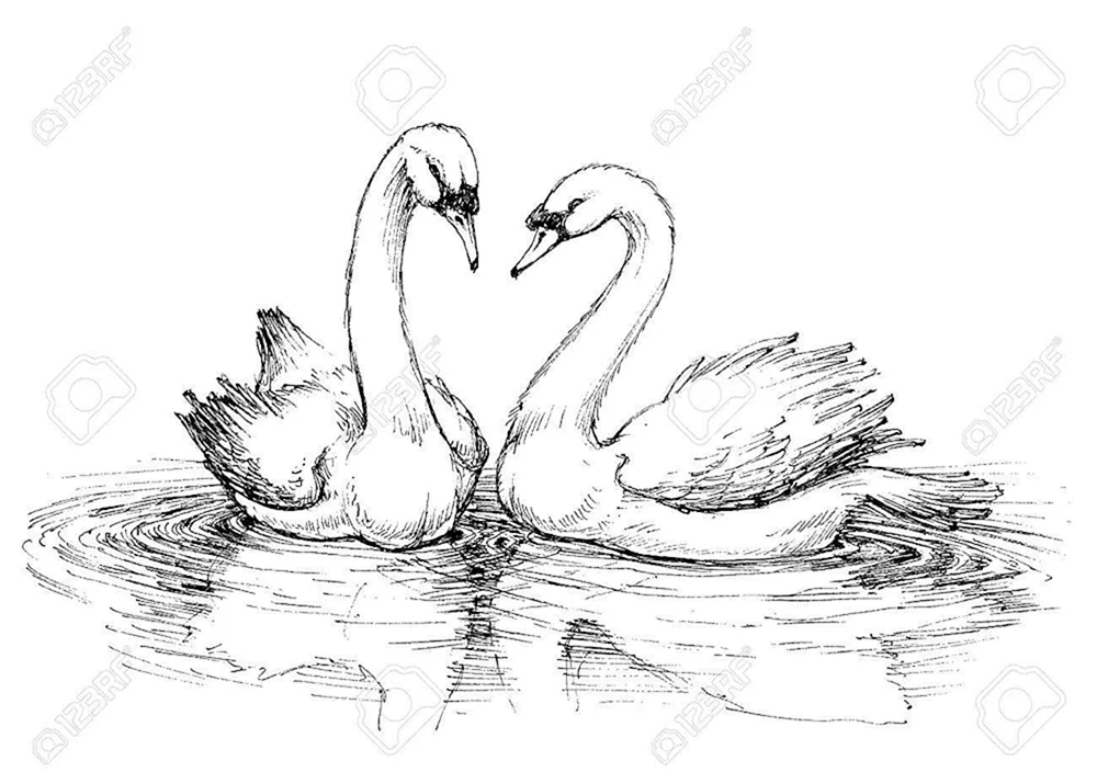 Schwan Zeichnung