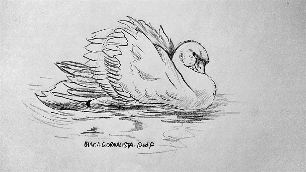 Schwan zeichnen