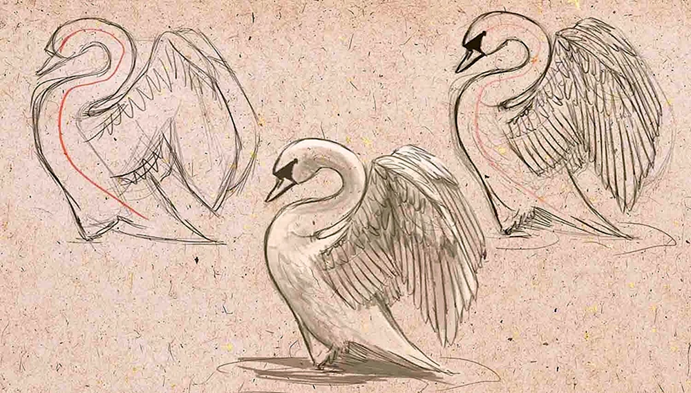 Schwan Schwan Zeichnung