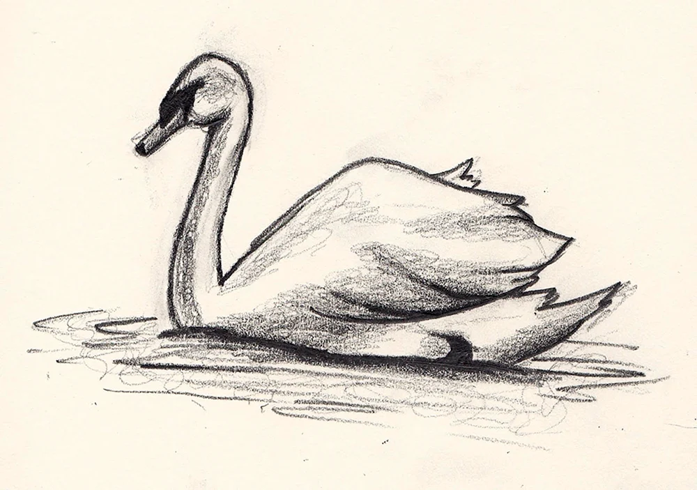 Schwan Zeichnung