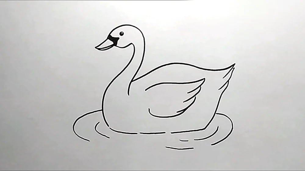 Schwan Zeichnung