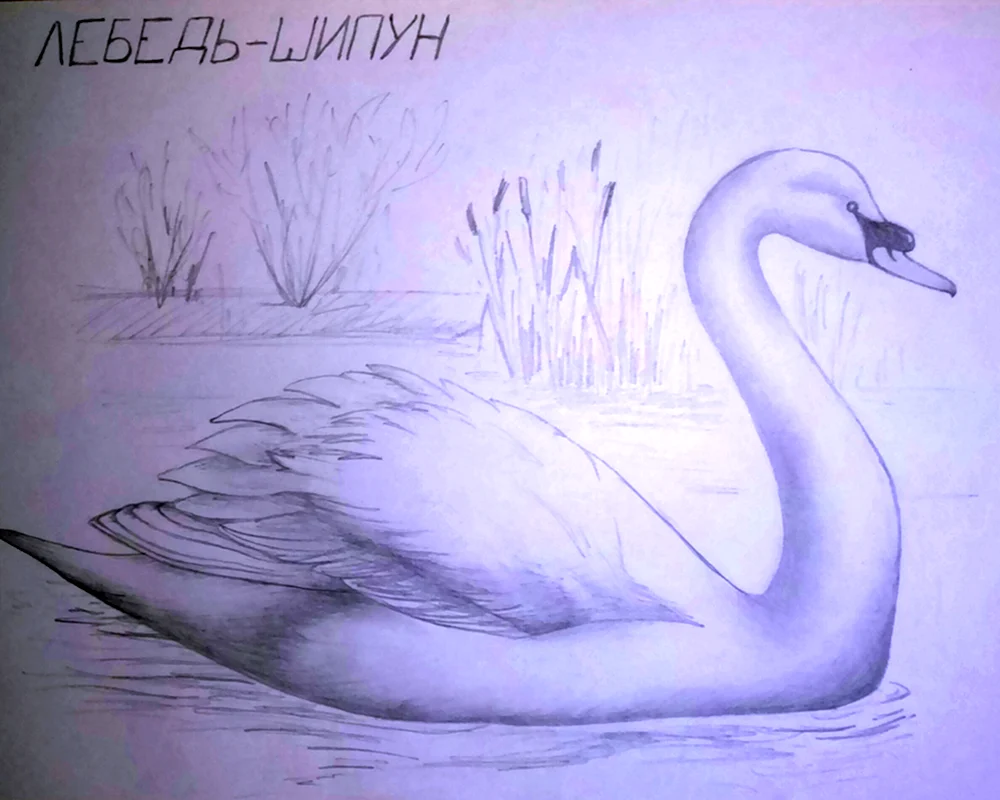 Schwan Ausmalen mit Schwänen