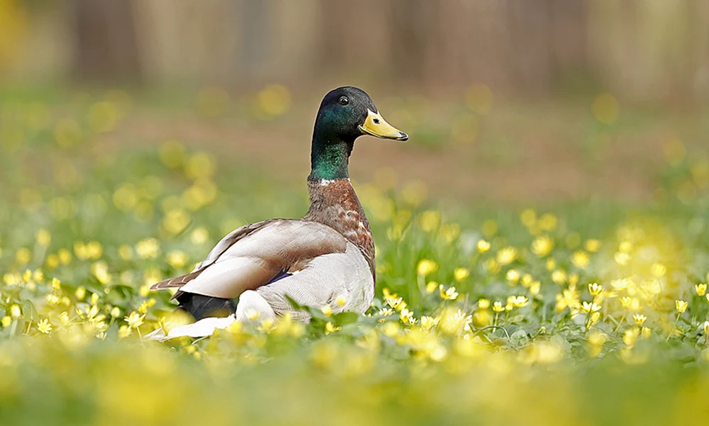 Wilde Enten Ogar