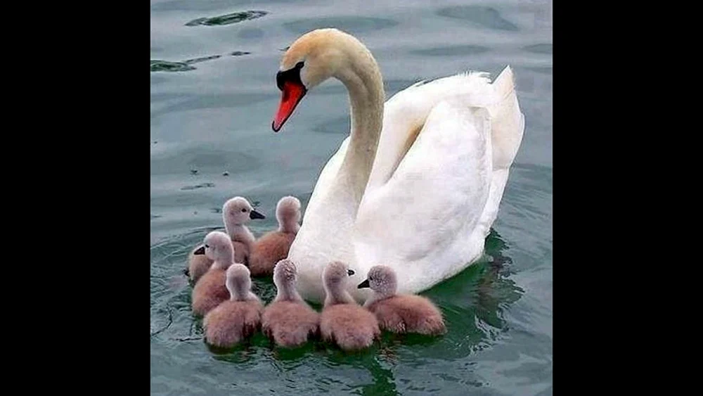 Schwan mit Schwanenküken