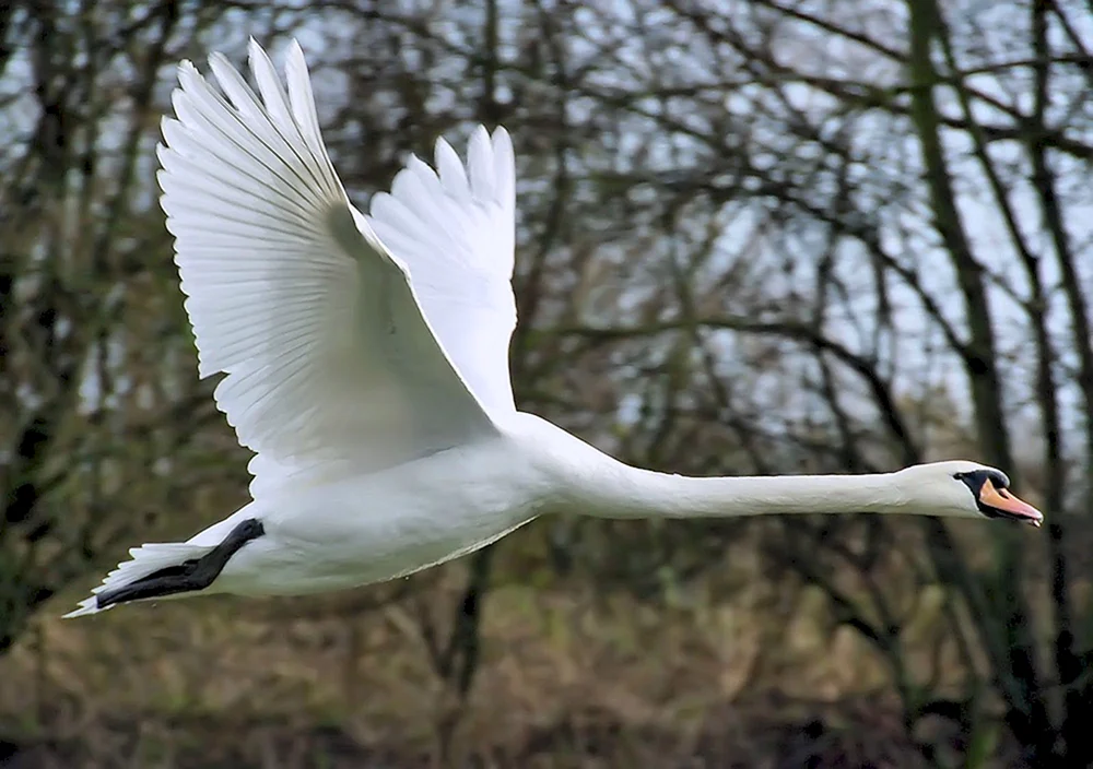 Pfeifschwan fliegend