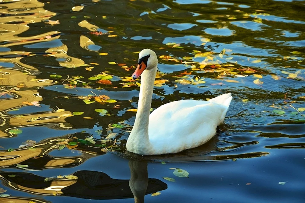Schwan