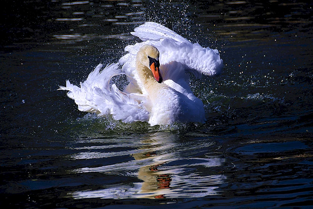Schwan