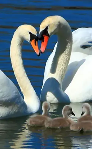 Singschwan