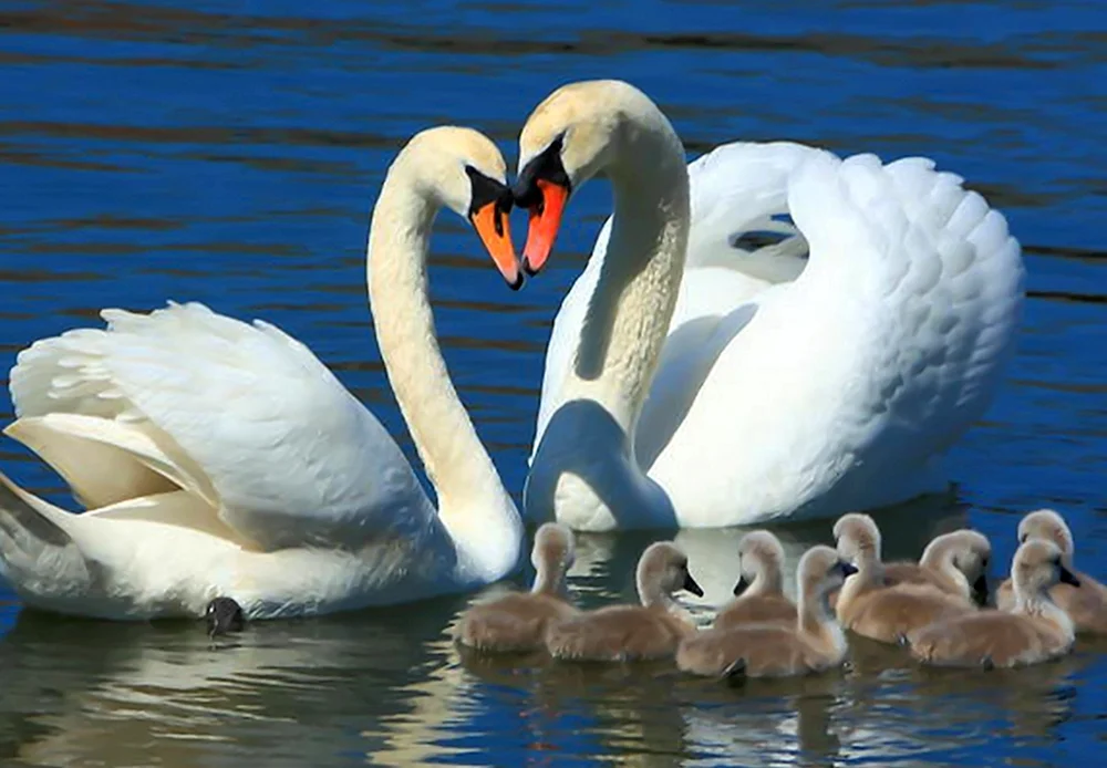 Singschwan