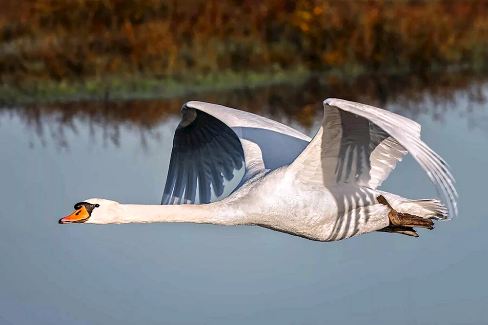 Pfeifschwan fliegend