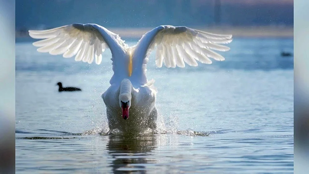 Der Singschwan im Flug
