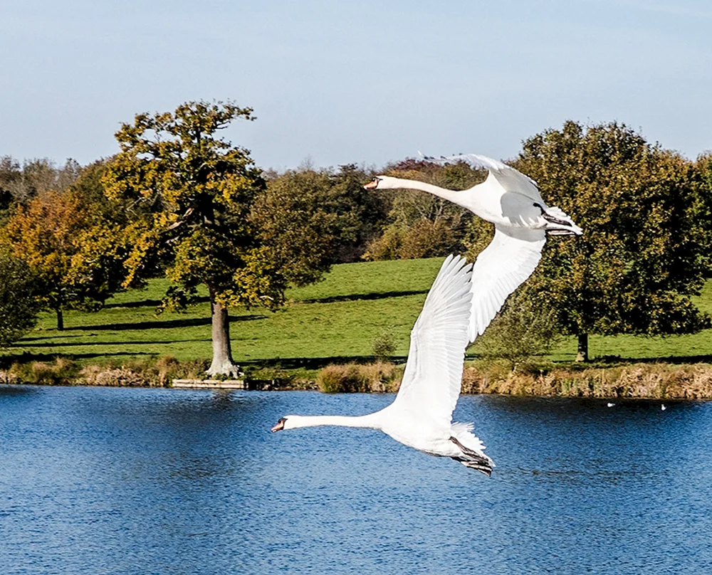 Steißwasserschwan und schwarzer Schwan