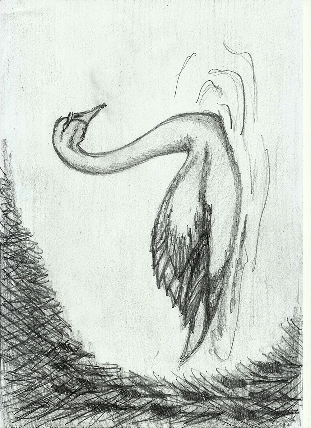 Schwan Zeichnung