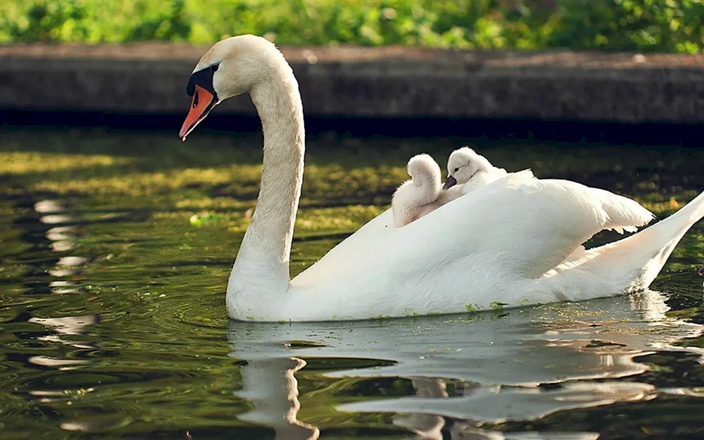 Singschwan mit Küken