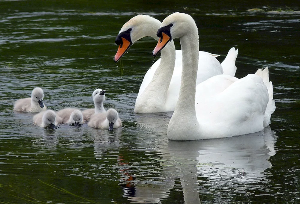 Singschwan mit Küken