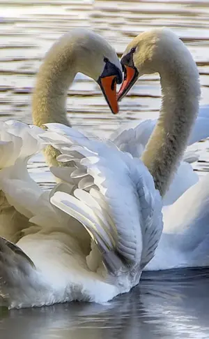 Schwäne