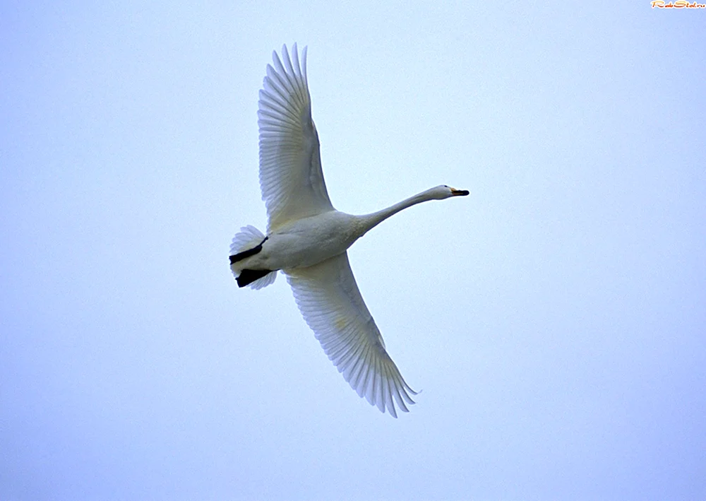 Pfeifschwan fliegend