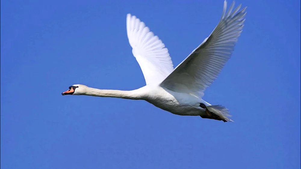Schwäne fliegend im Himmel