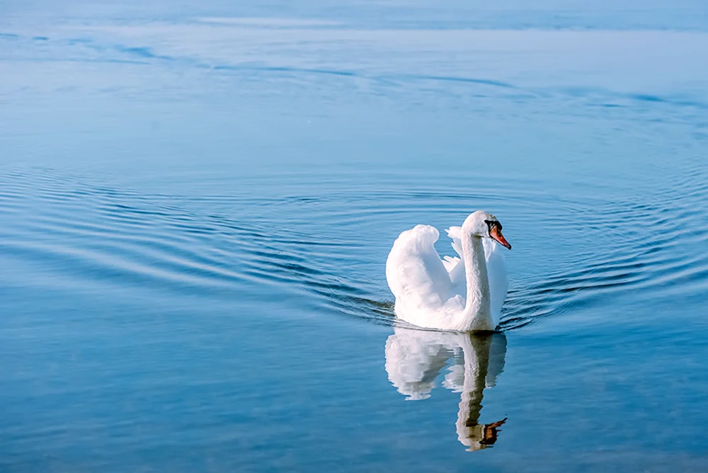 Schwan
