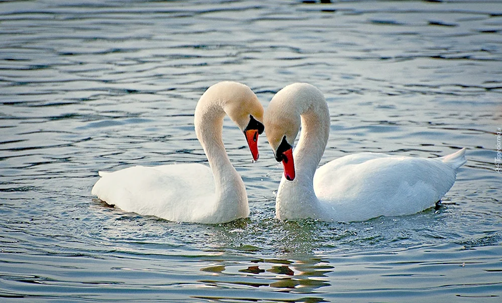 Separate Schwäne