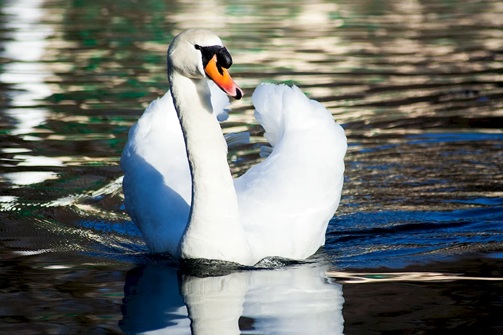 Schwan Schwan Kaliningrad