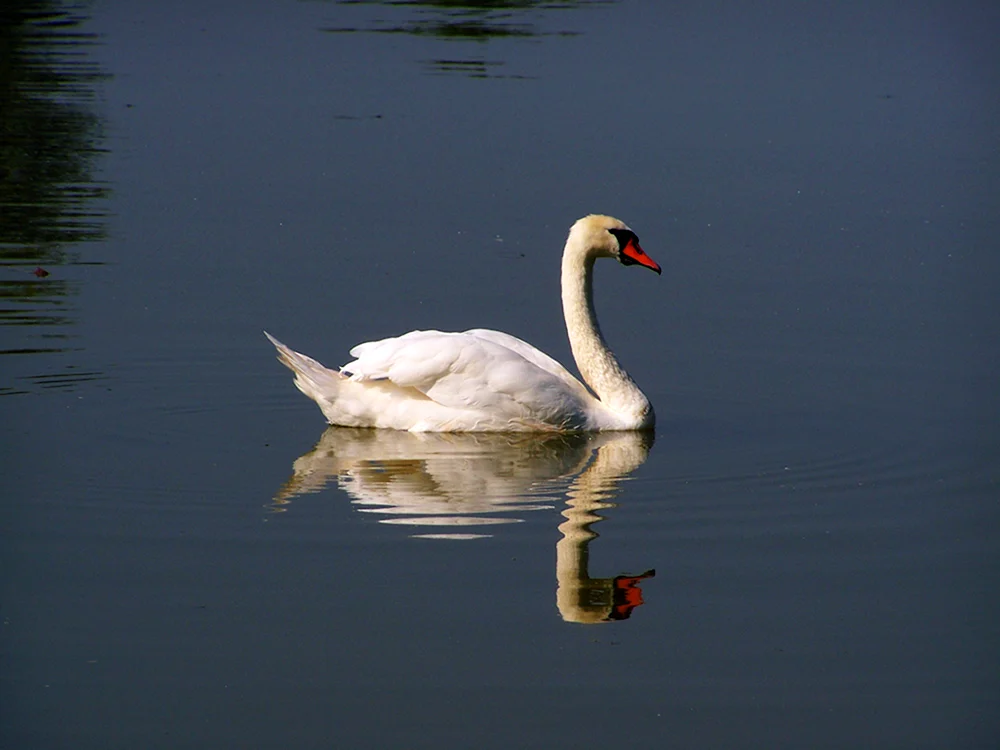 Schwan