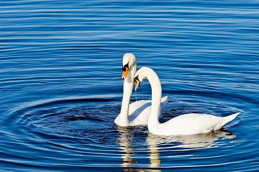 Schwanen schwimmend