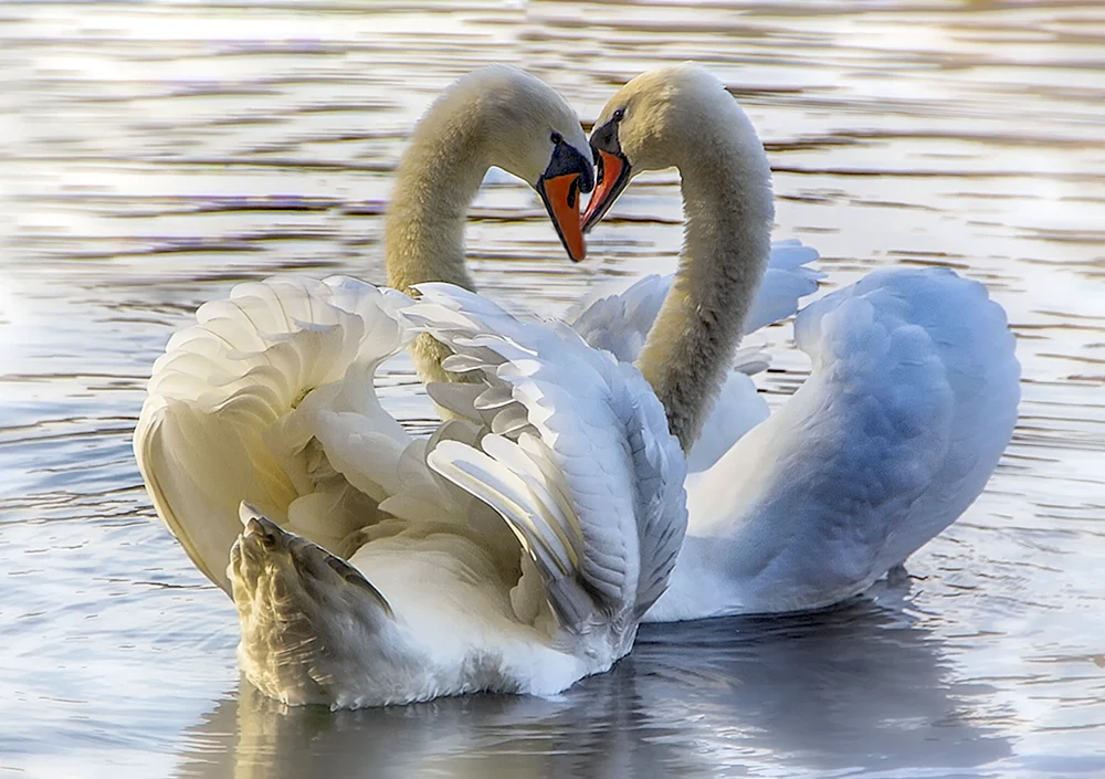Schwan Herz