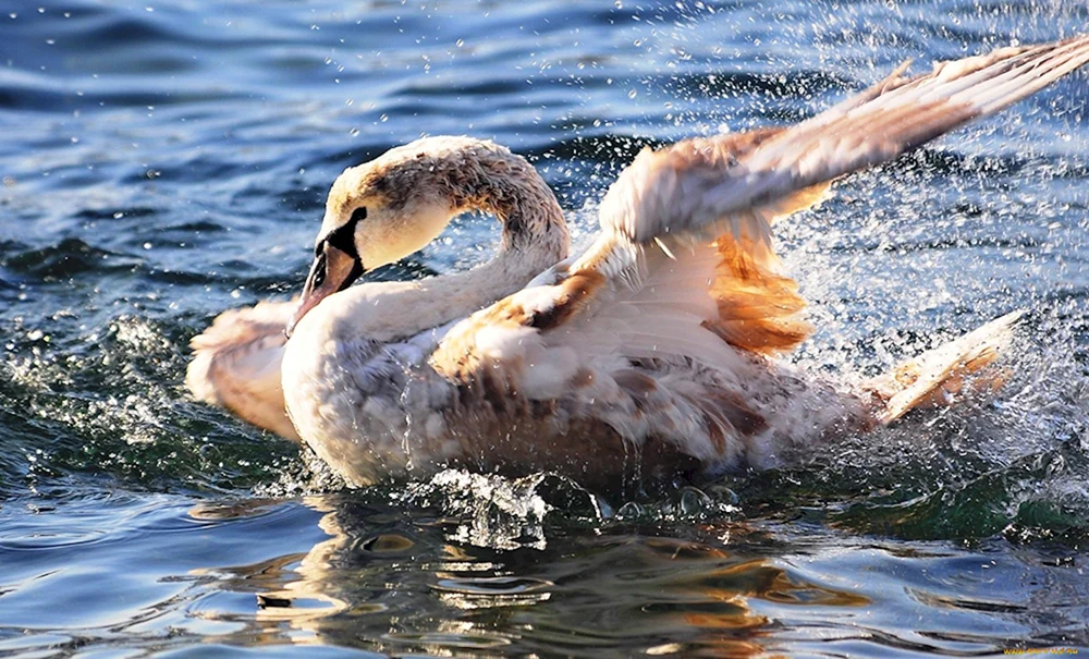 Schwäne am Meer