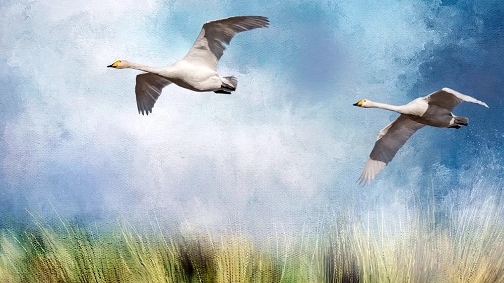 Schwäne im Flug