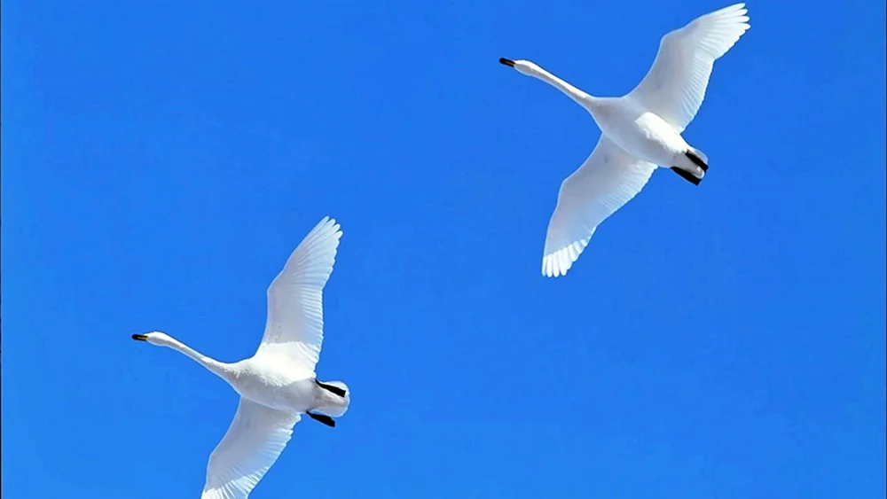 Schwäne am Himmel