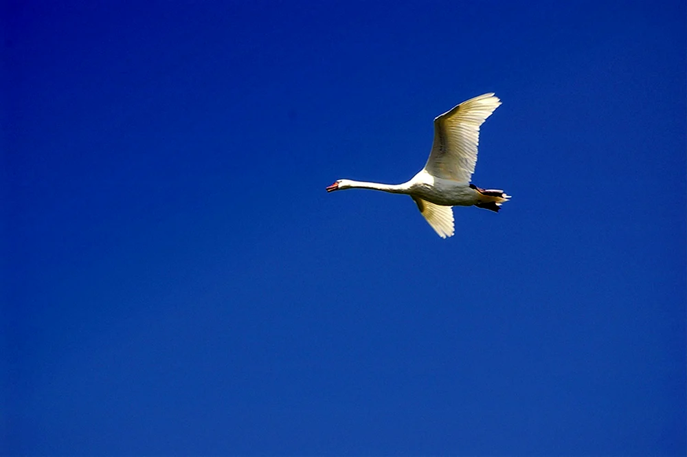 Schwäne fliegend im Himmel