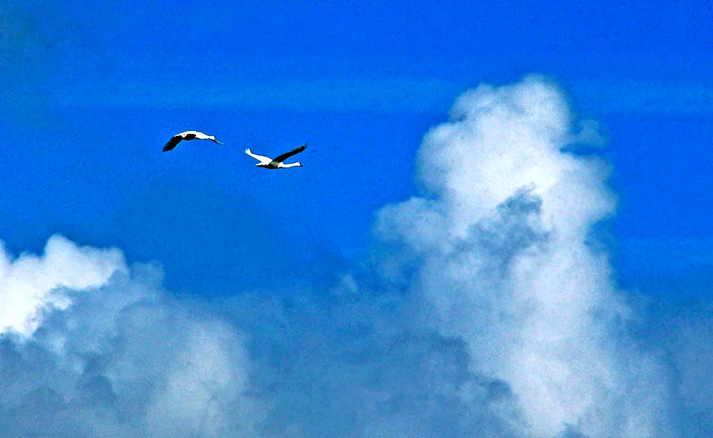 Schwäne im Himmel
