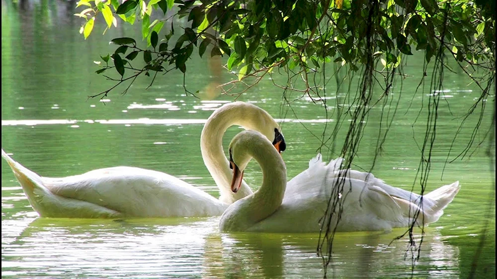 Zwei Schwäne auf dem See