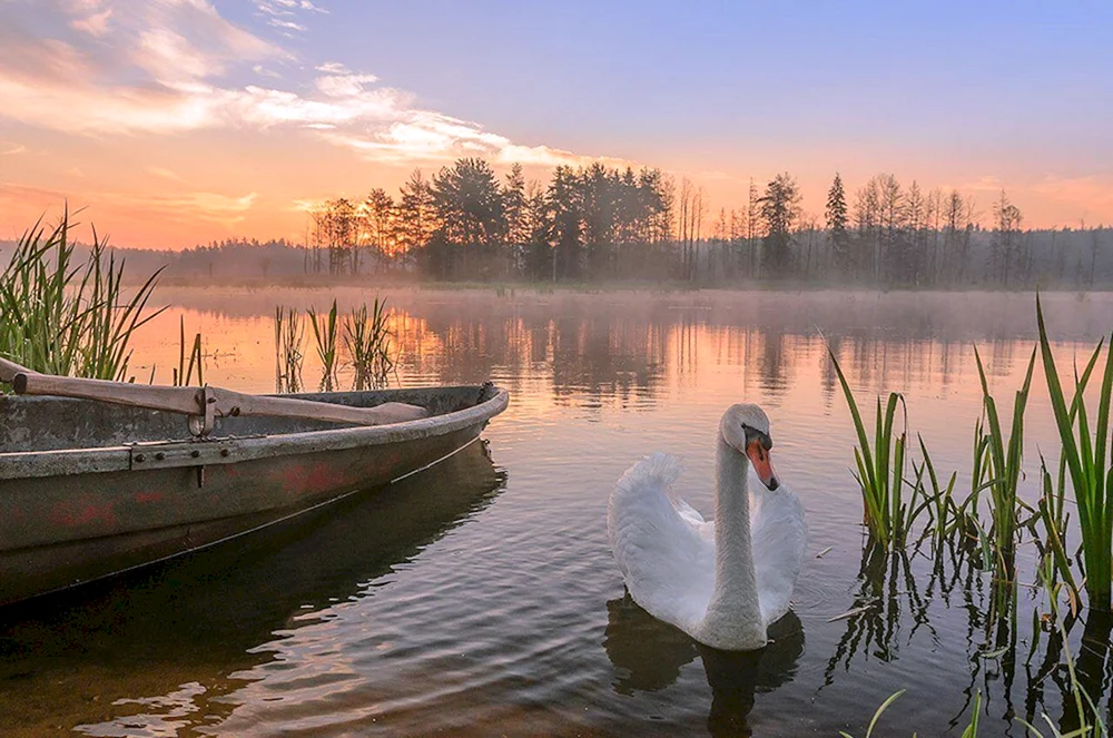 Korolevsky Bor. Schwanensee.