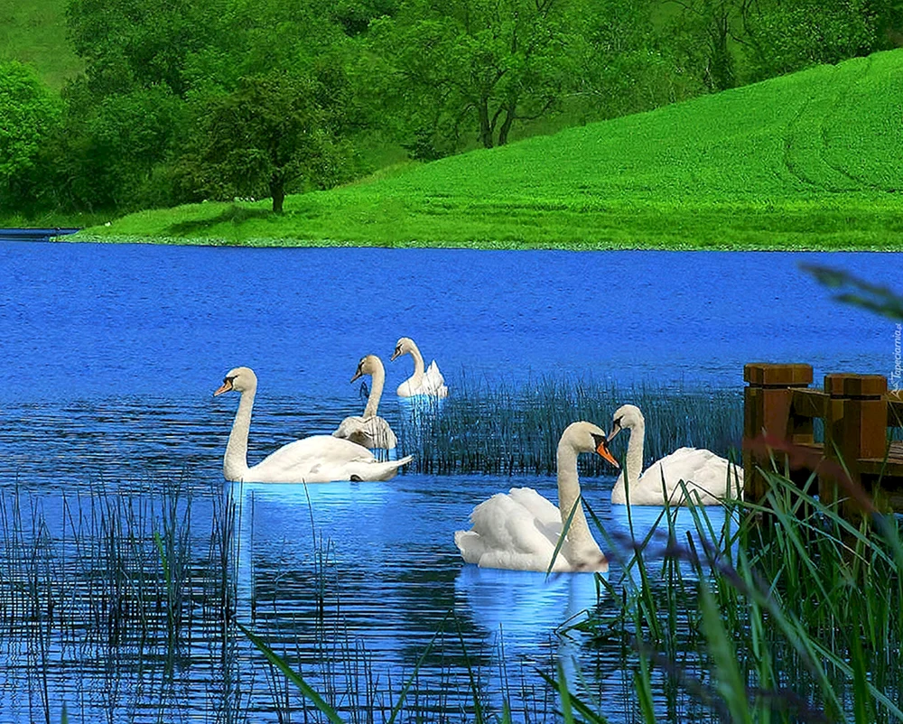 Schwäne Schwan