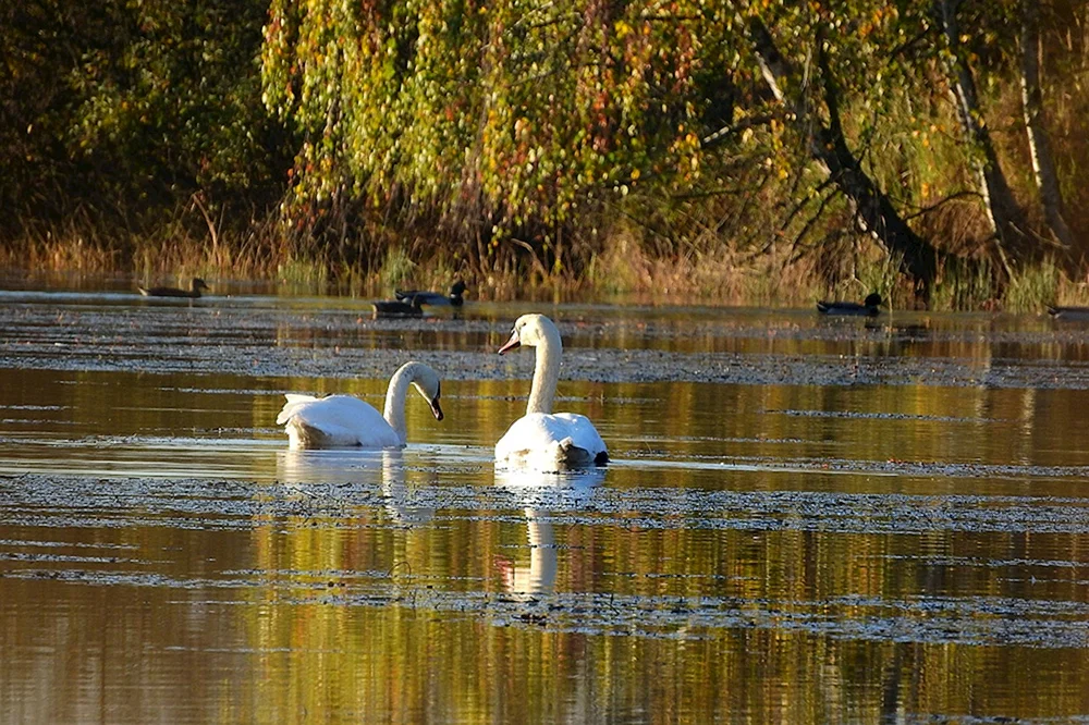 Narochsee mit Schwänen