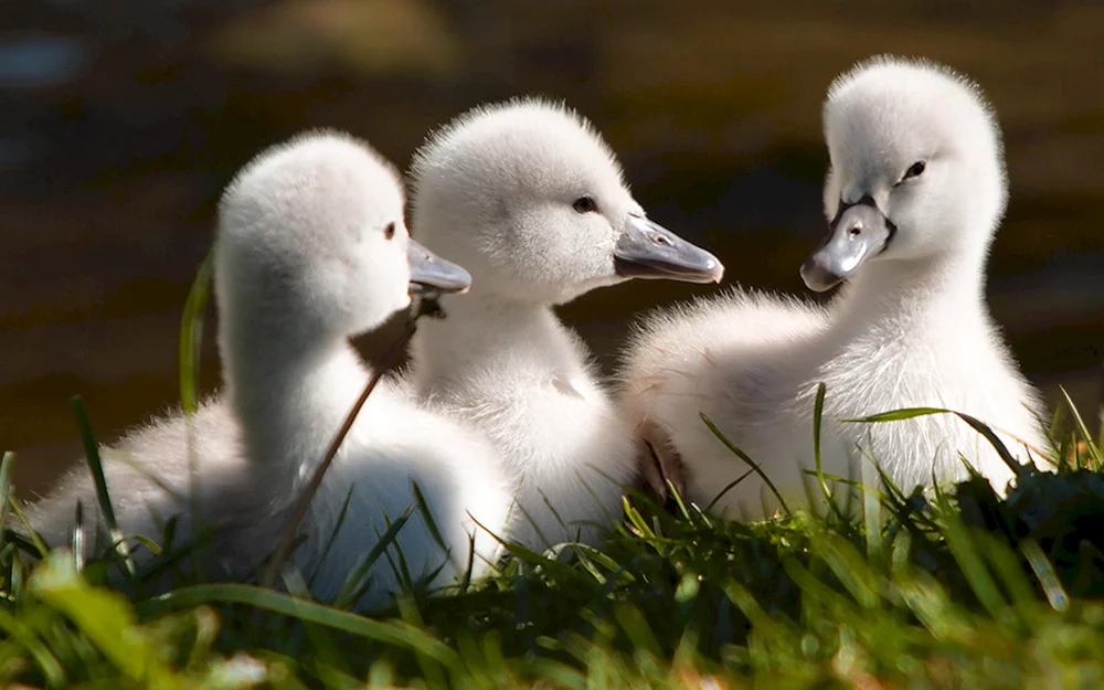 Schwan mit Schwanenküken