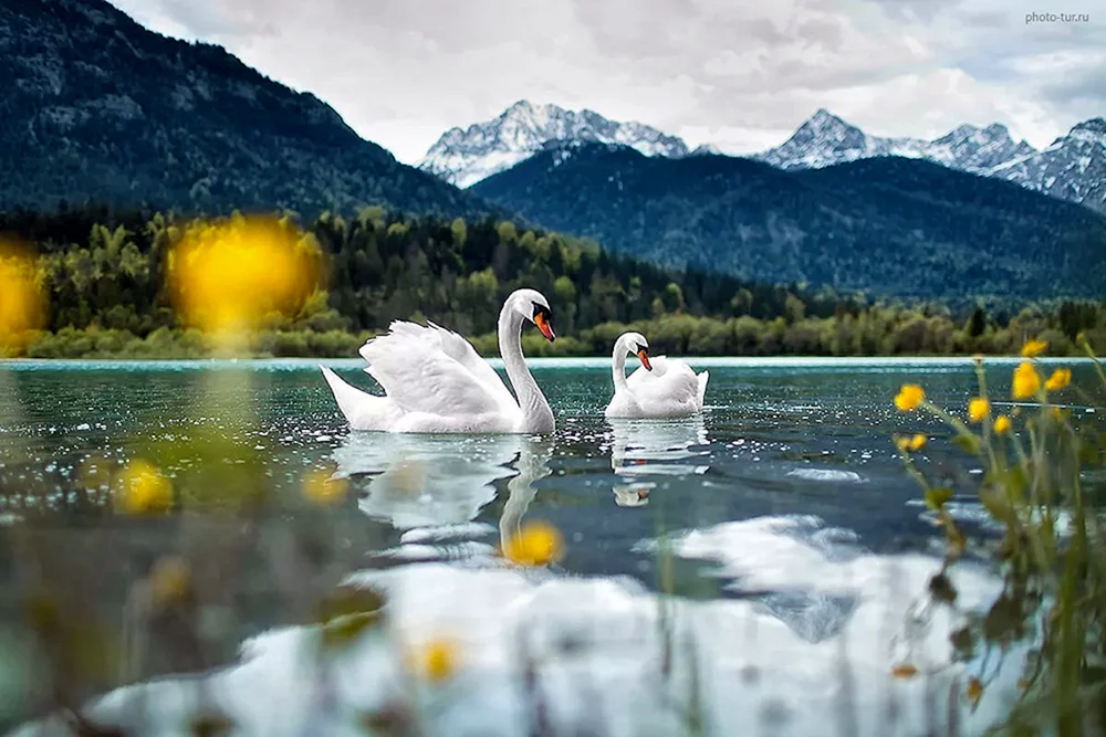 Schwäne. im Teich