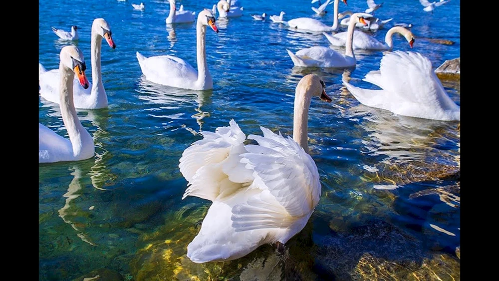 Schwan Vögel