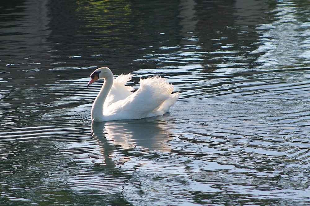 Weißer Schwan