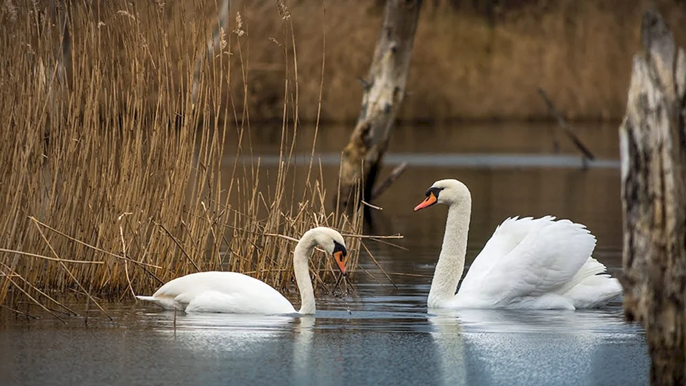 Schwanen-See Schwan