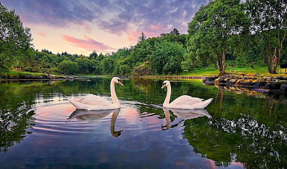 Schwanen-See weißer Schwan