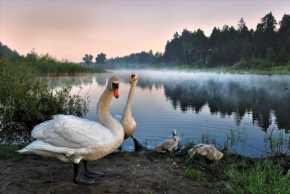 Schwanen-See Schwan