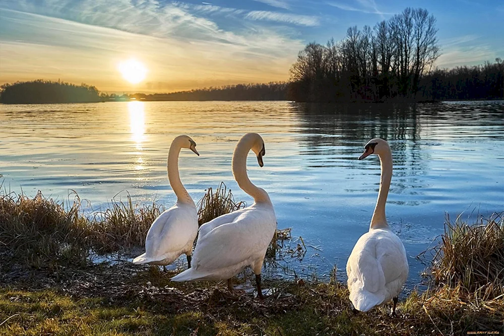 Schwanenteich Jelagin Insel